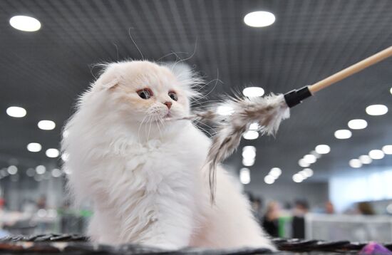 Russia Cat Show