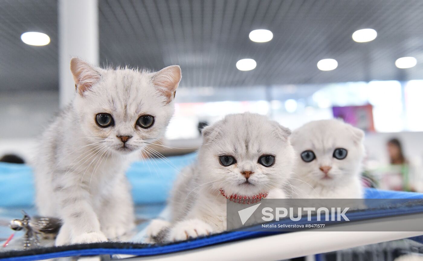 Russia Cat Show