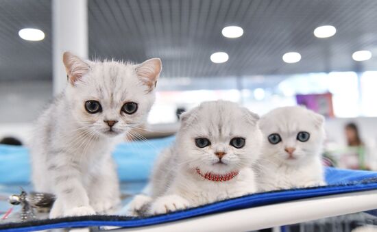 Russia Cat Show