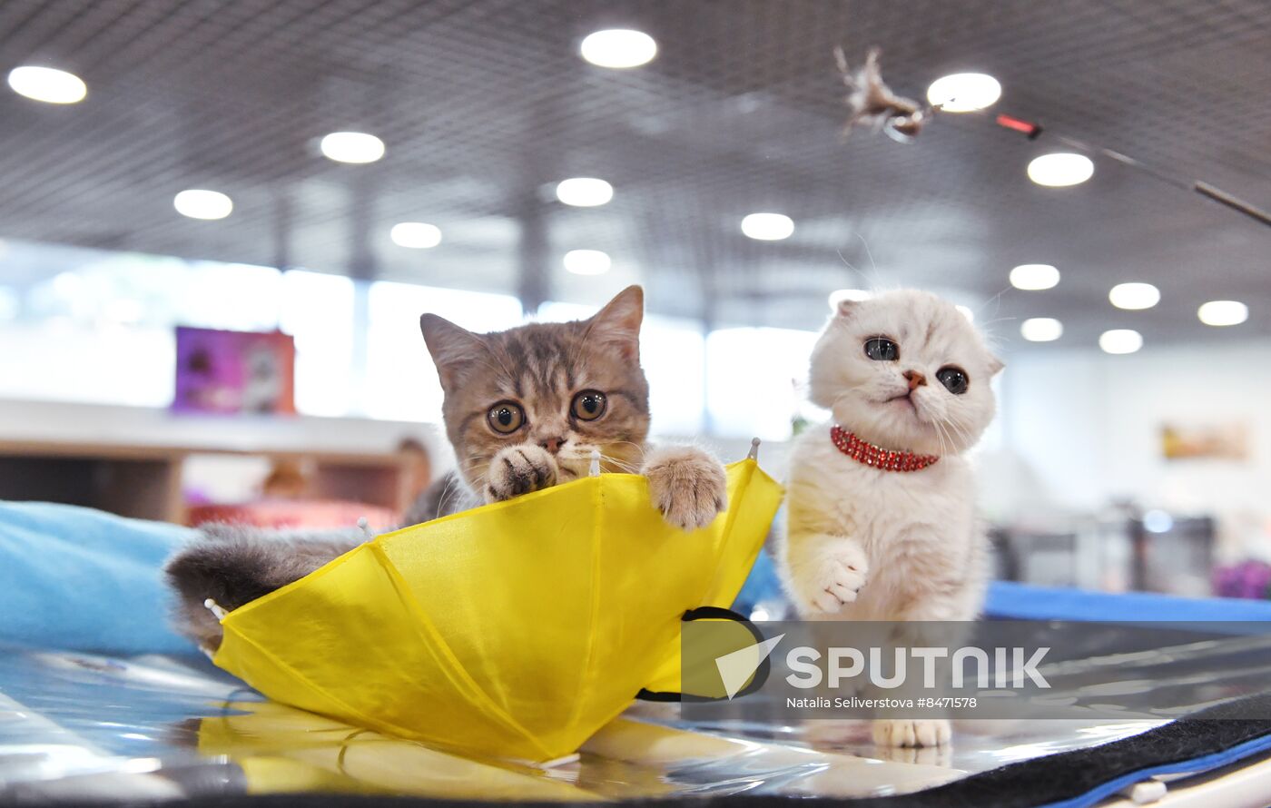 Russia Cat Show