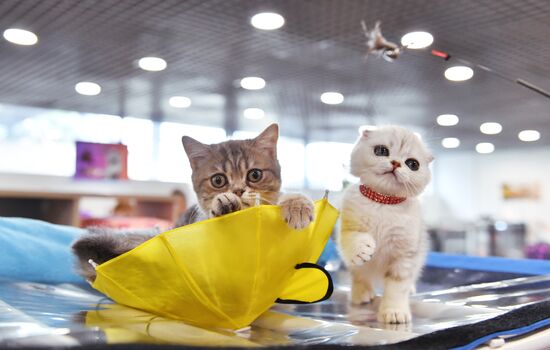 Russia Cat Show