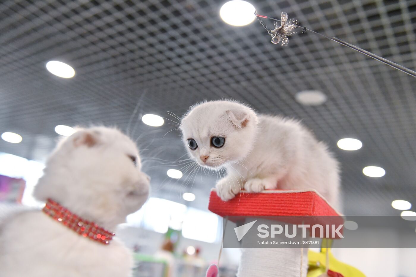 Russia Cat Show