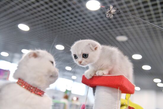 Russia Cat Show