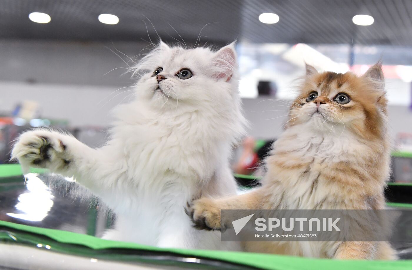 Russia Cat Show