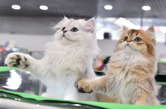 Russia Cat Show