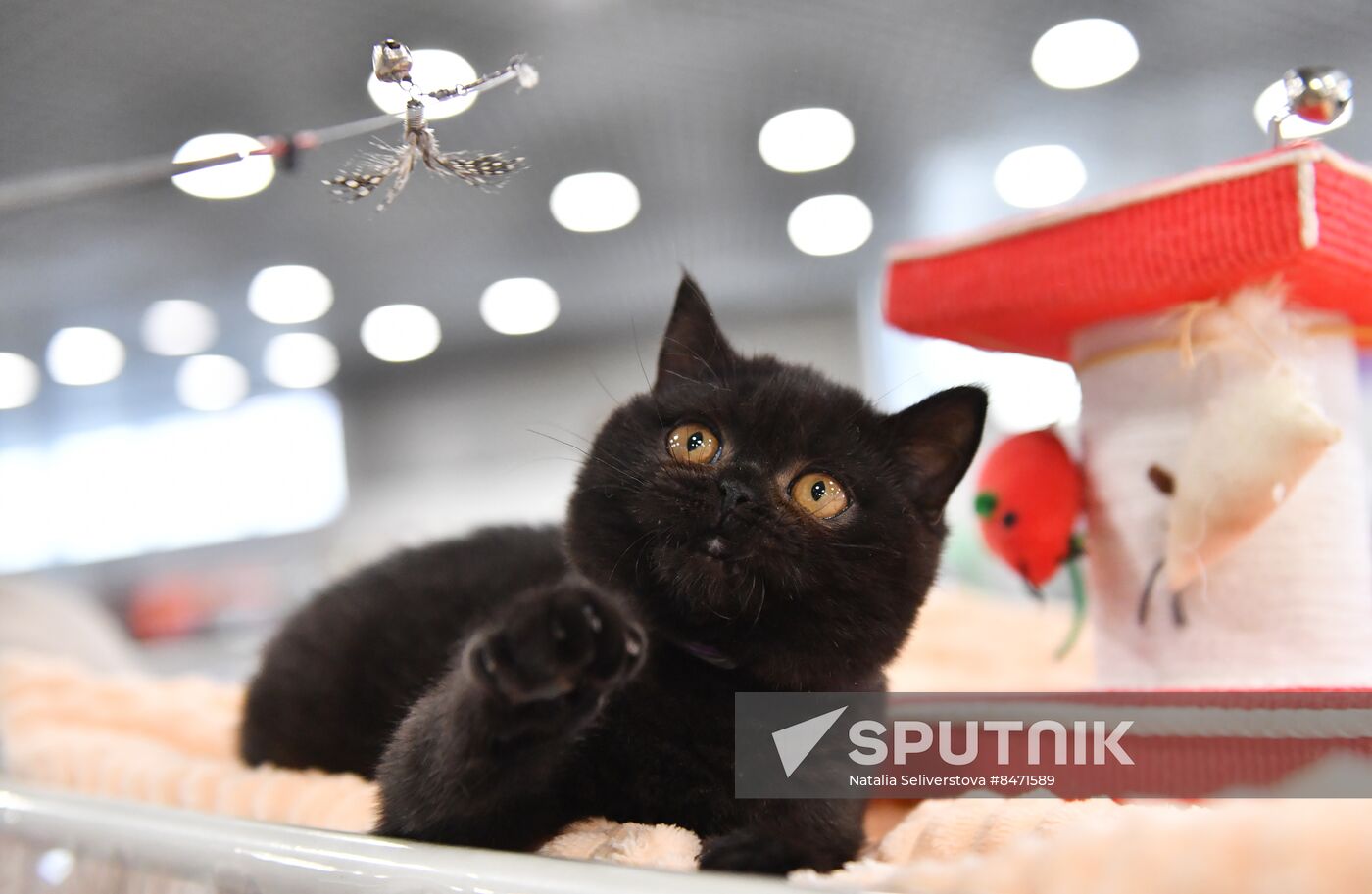 Russia Cat Show