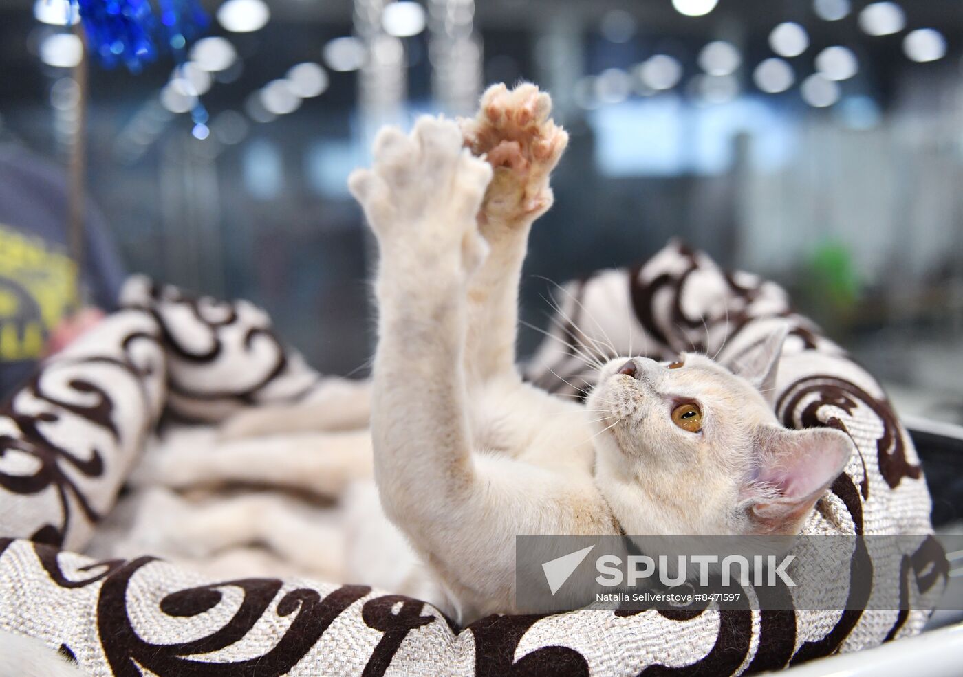 Russia Cat Show