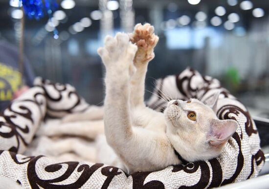 Russia Cat Show