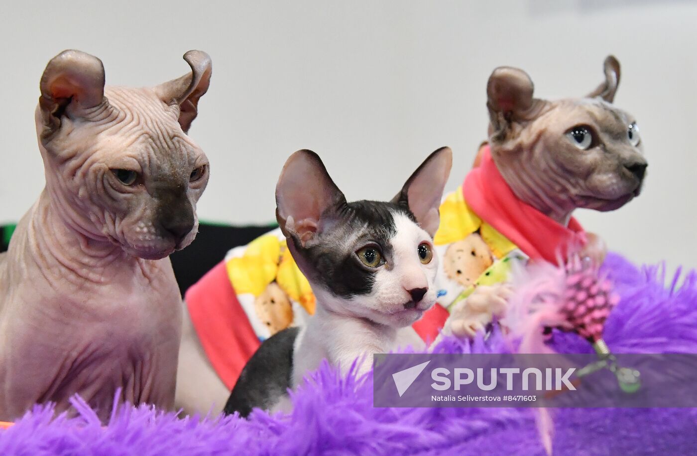 Russia Cat Show