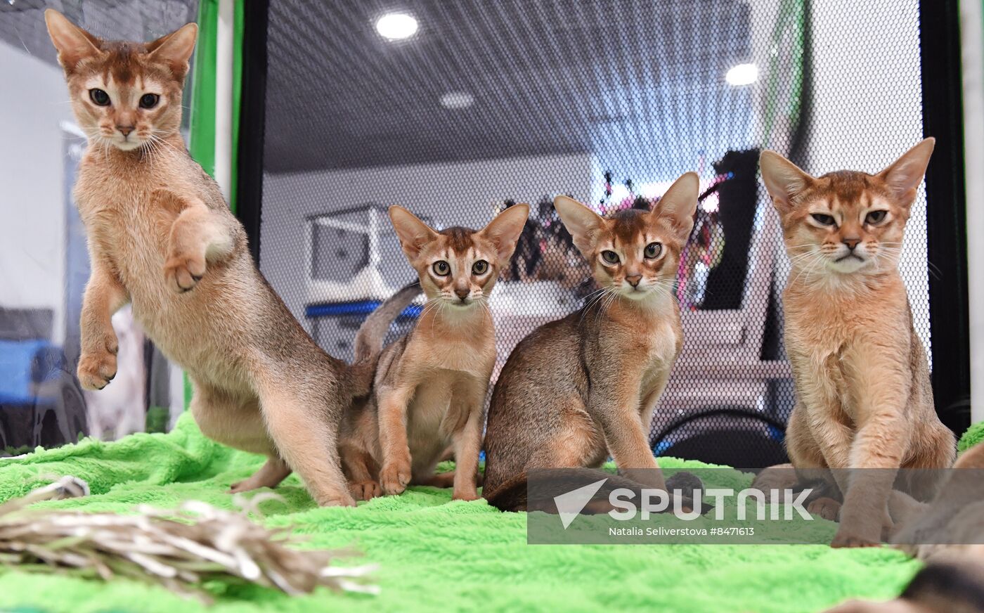 Russia Cat Show