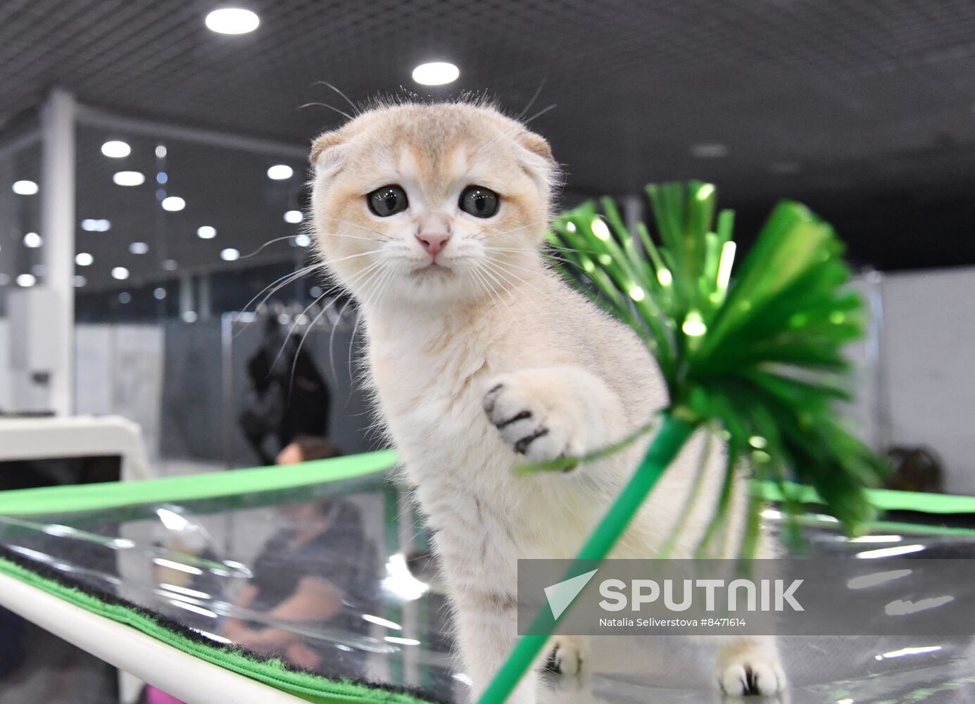 Russia Cat Show