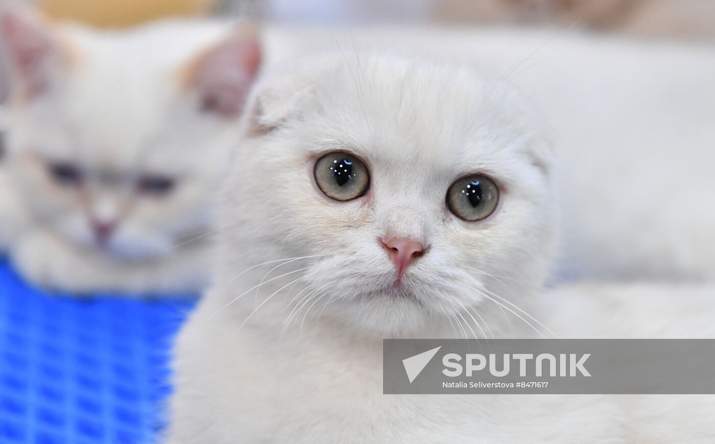 Russia Cat Show