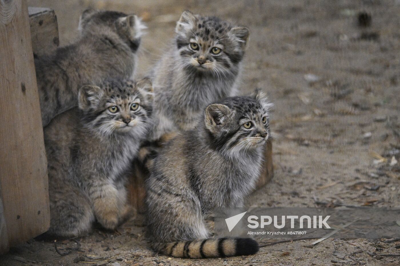 Russia Zoo Manul Kittens