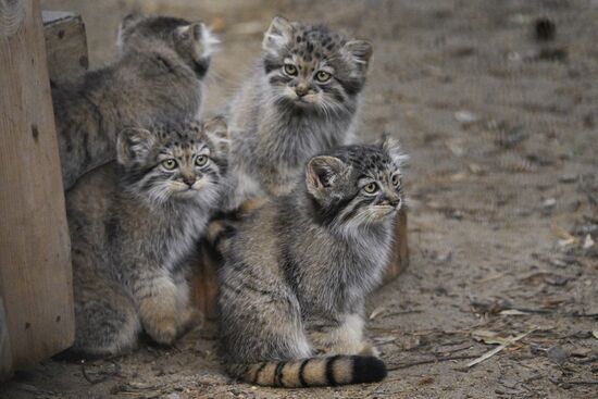 Russia Zoo Manul Kittens
