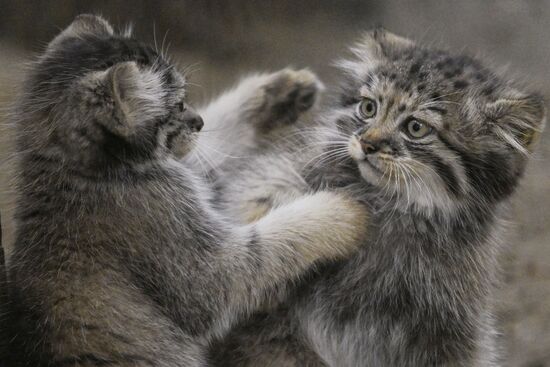 Russia Zoo Manul Kittens