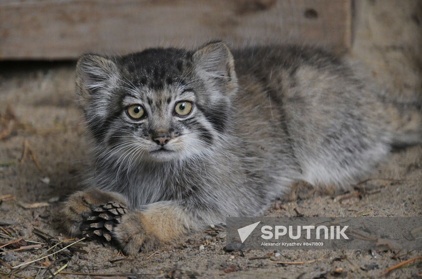 Russia Zoo Manul Kittens