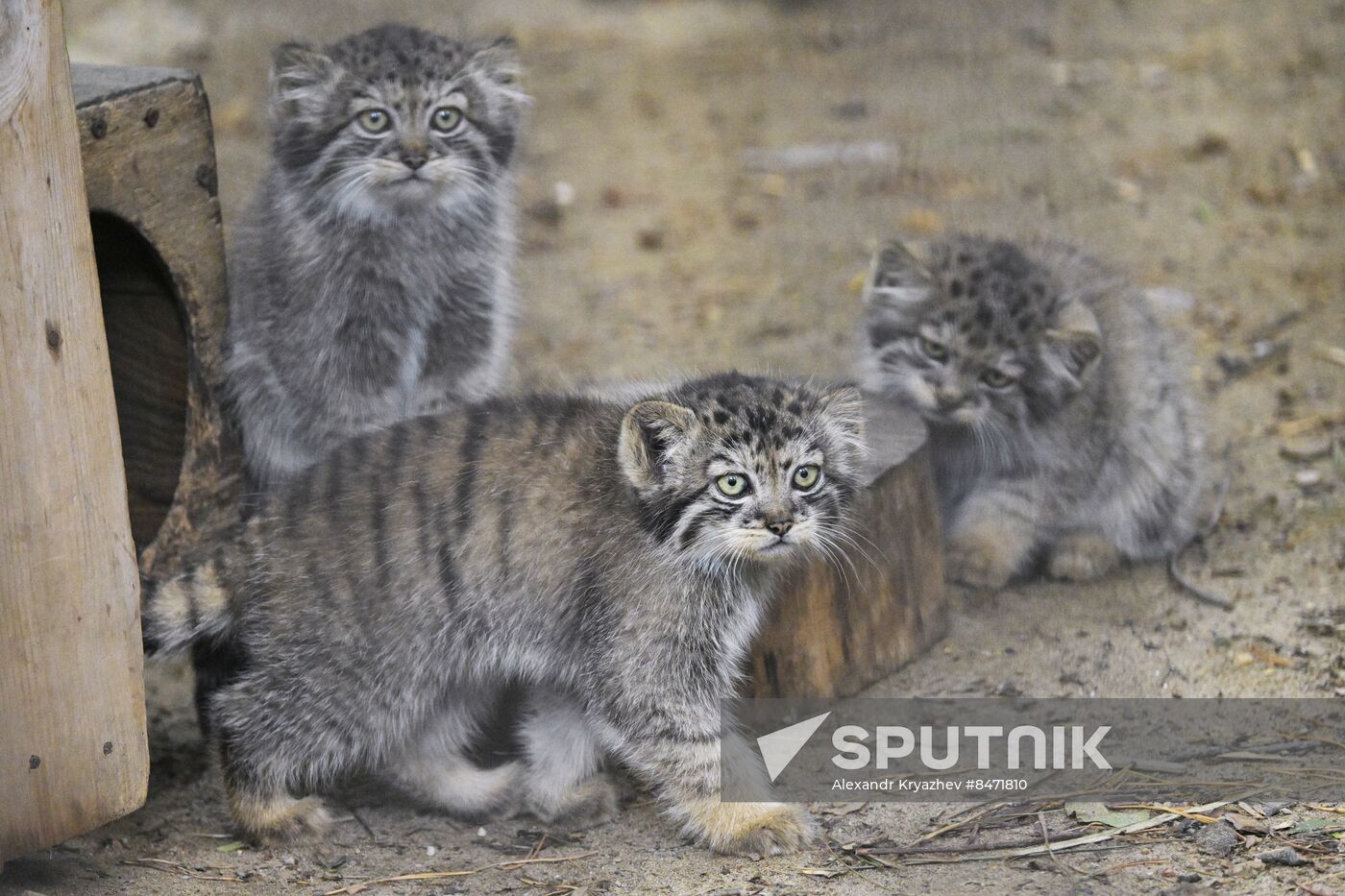 Russia Zoo Manul Kittens