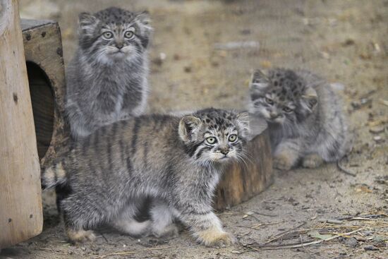 Russia Zoo Manul Kittens