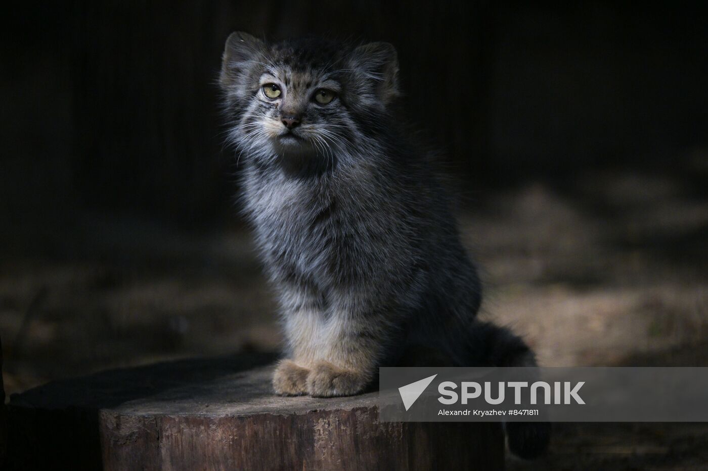 Russia Zoo Manul Kittens