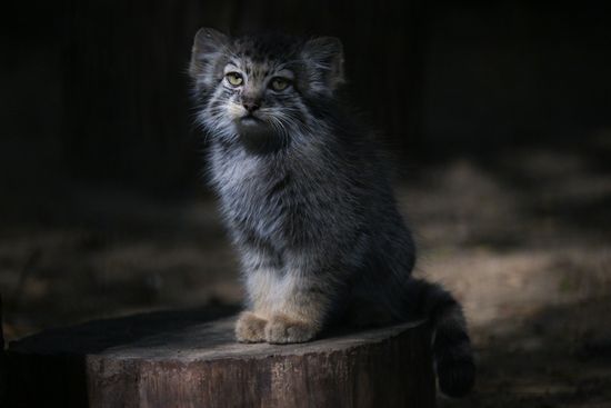 Russia Zoo Manul Kittens