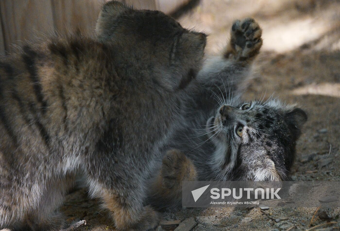 Russia Zoo Manul Kittens