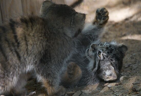 Russia Zoo Manul Kittens