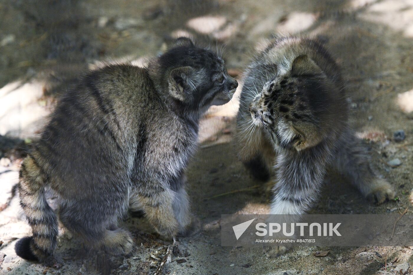 Russia Zoo Manul Kittens