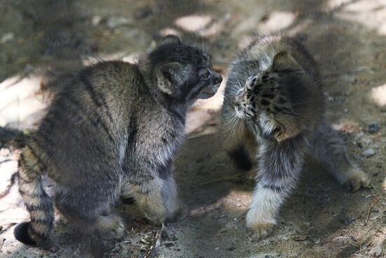 Russia Zoo Manul Kittens