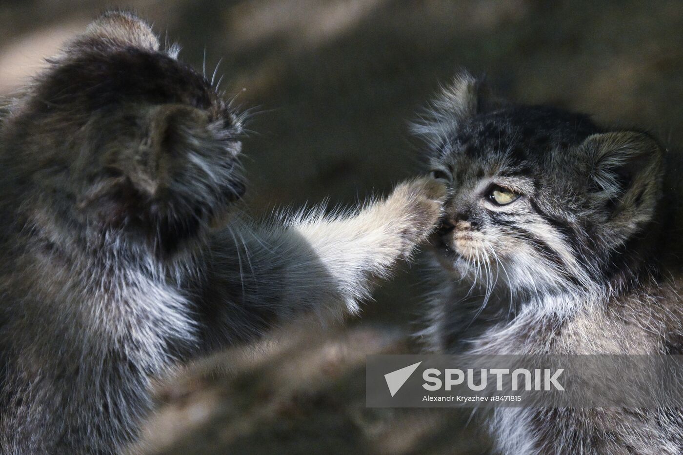 Russia Zoo Manul Kittens