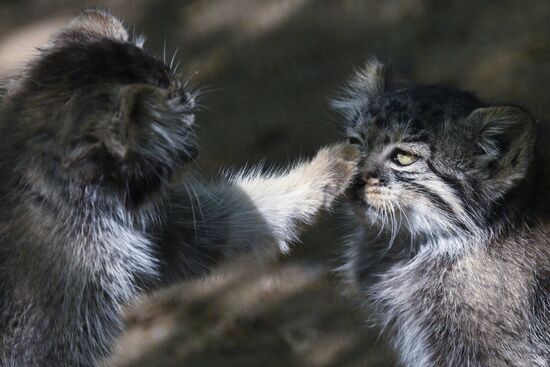 Russia Zoo Manul Kittens