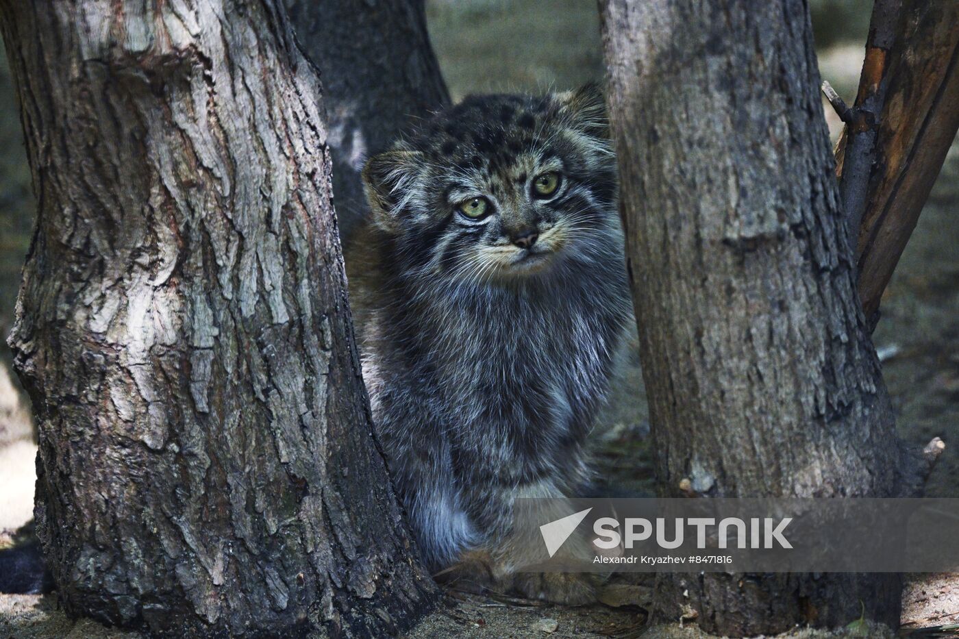 Russia Zoo Manul Kittens