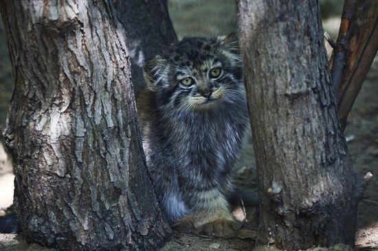Russia Zoo Manul Kittens