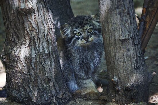 Russia Zoo Manul Kittens