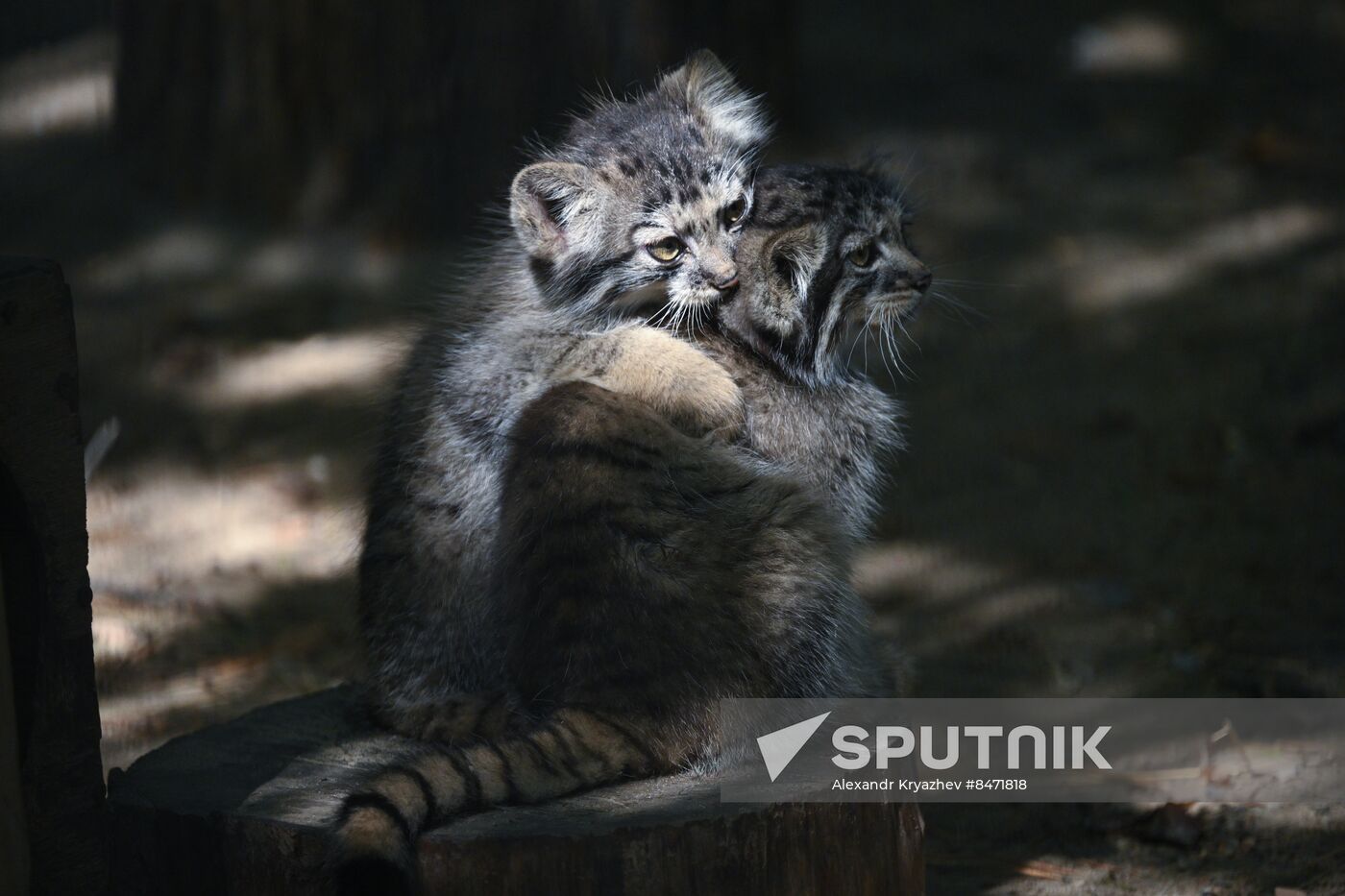 Russia Zoo Manul Kittens