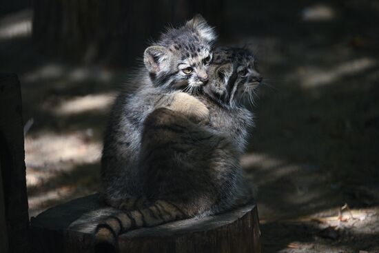 Russia Zoo Manul Kittens