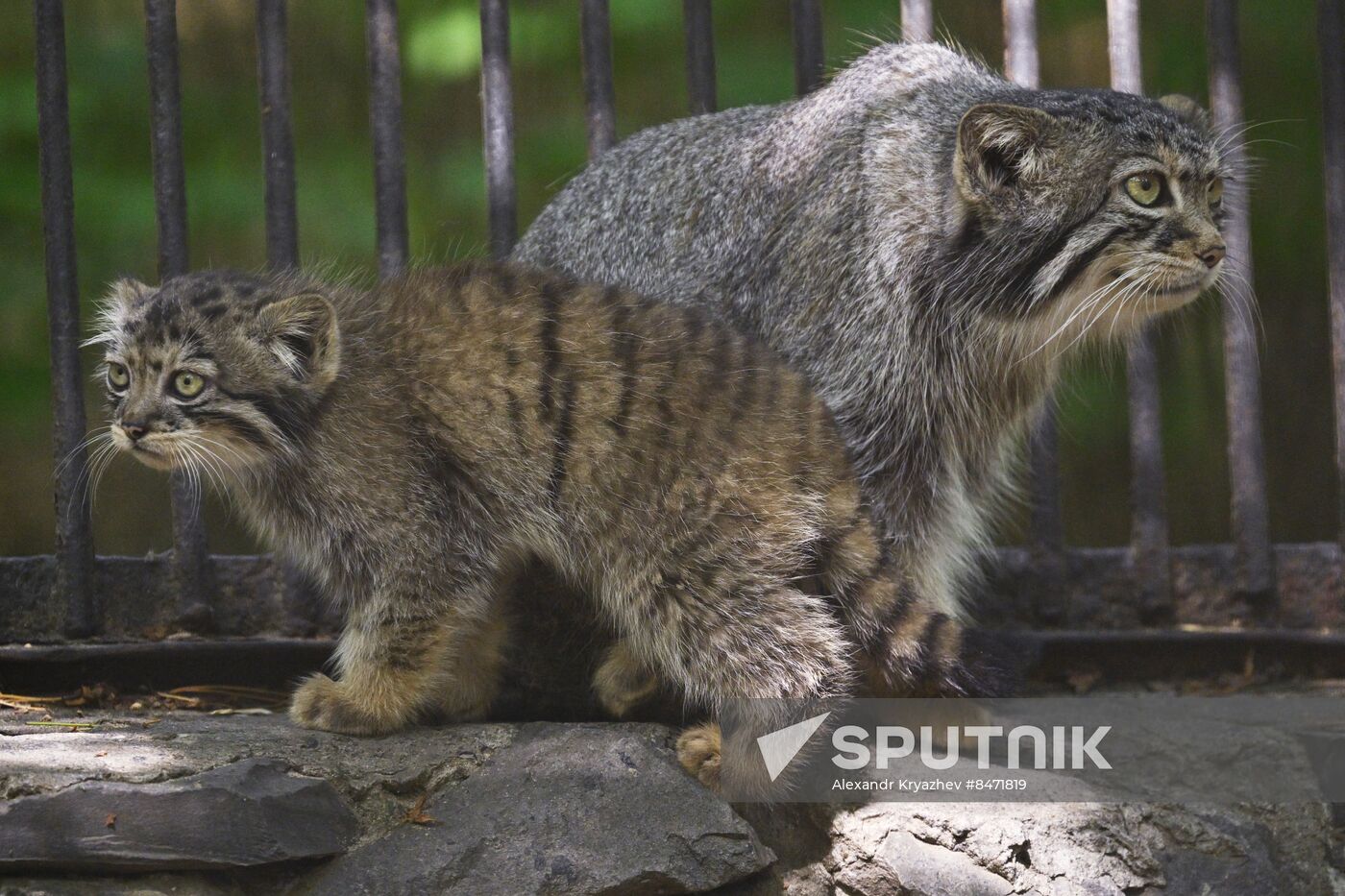 Russia Zoo Manul Kittens