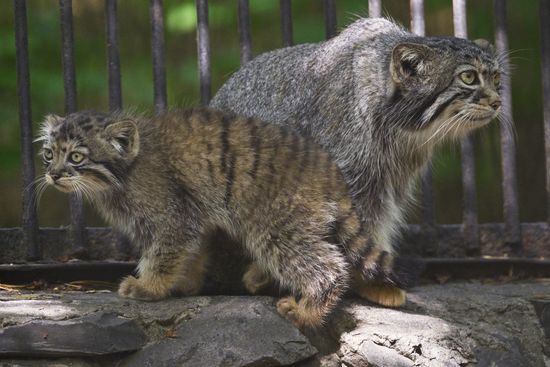 Russia Zoo Manul Kittens