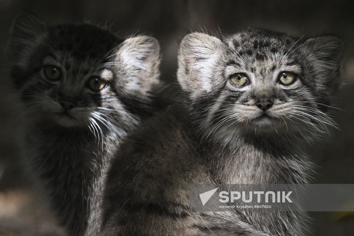 Russia Zoo Manul Kittens