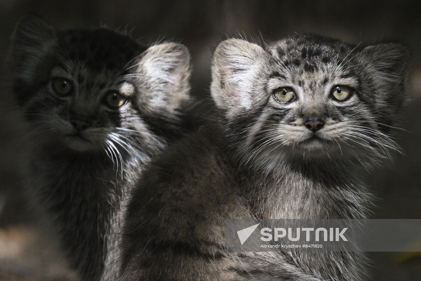 Russia Zoo Manul Kittens