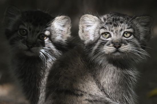 Russia Zoo Manul Kittens