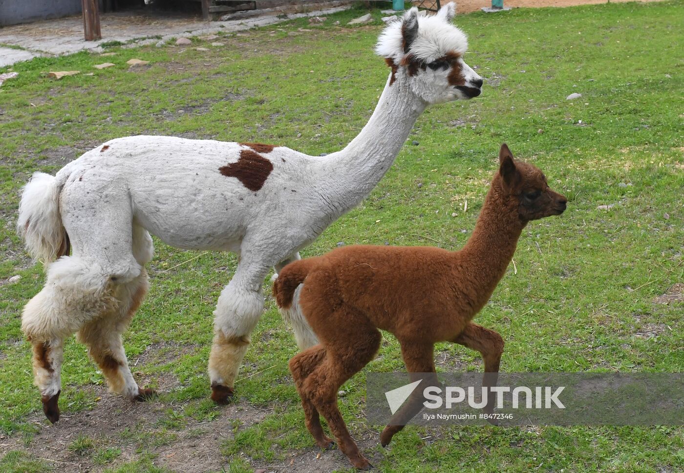 Russia Zoo