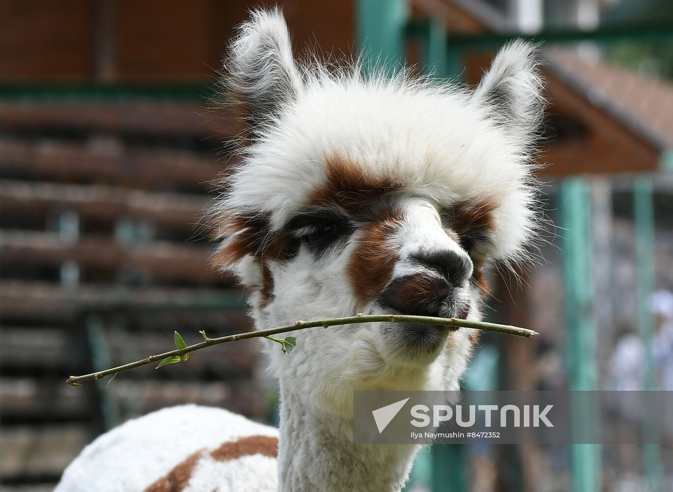 Russia Zoo