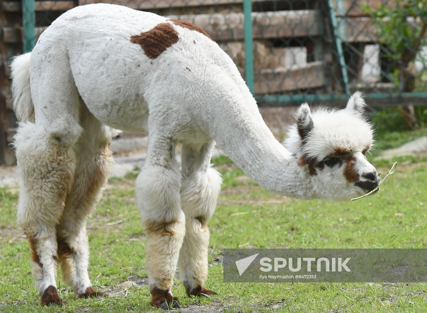 Russia Zoo