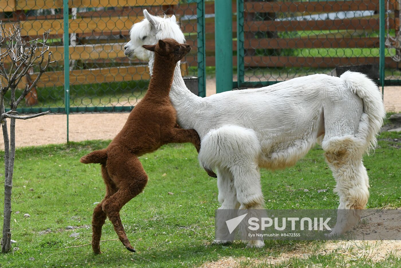 Russia Zoo