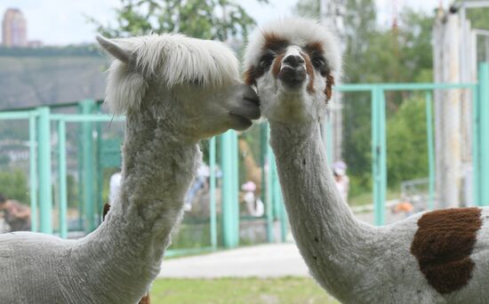 Russia Zoo