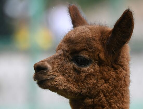 Russia Zoo
