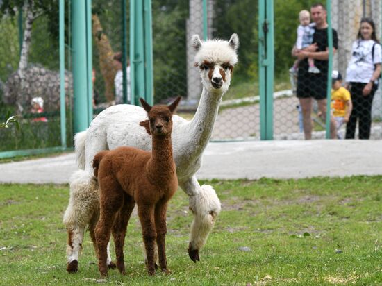 Russia Zoo