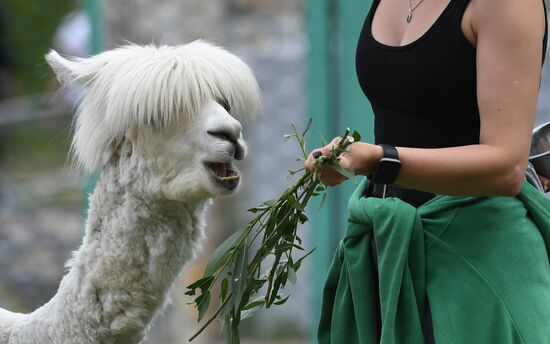 Russia Zoo