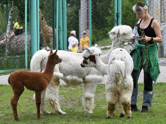 Russia Zoo