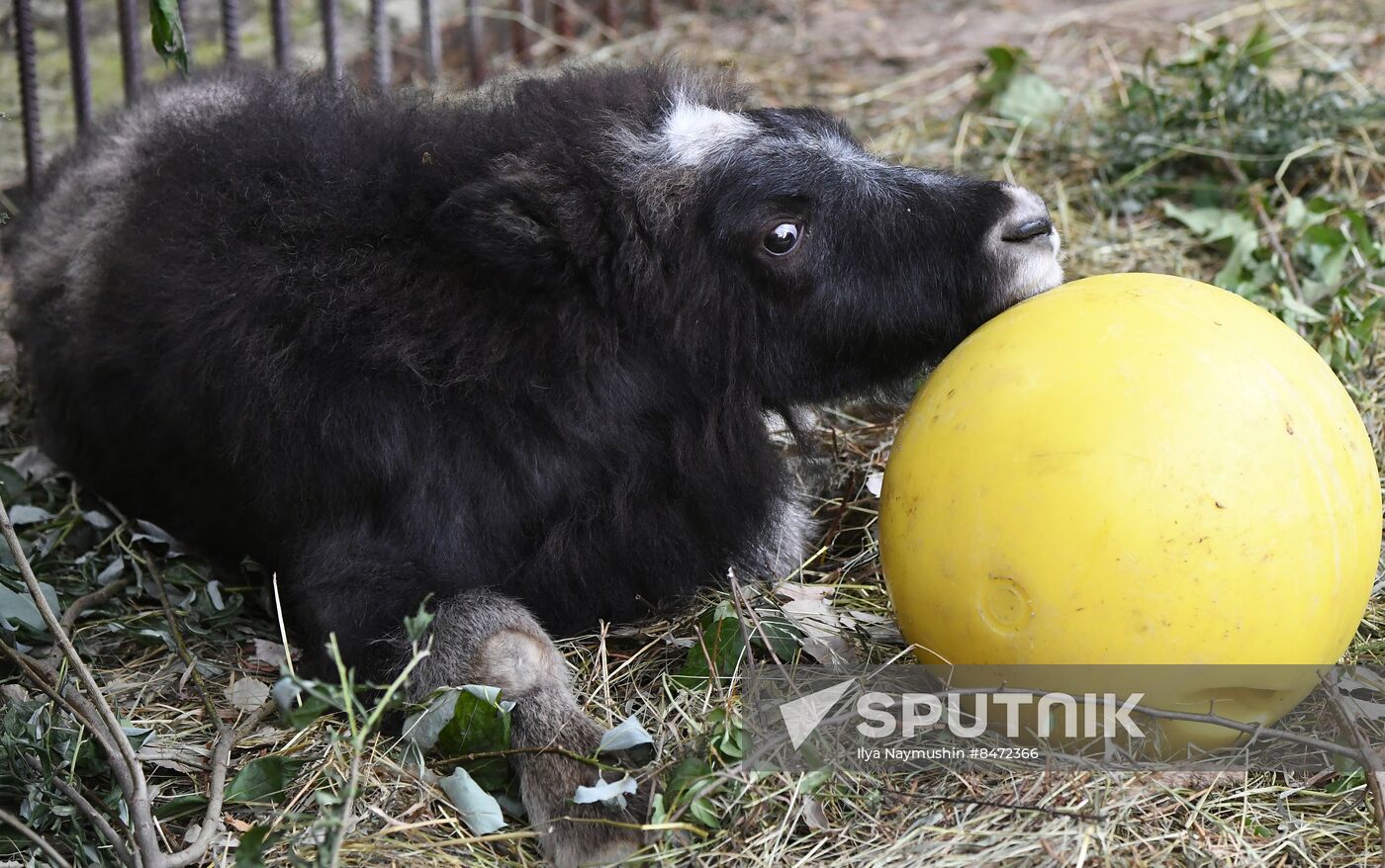 Russia Zoo